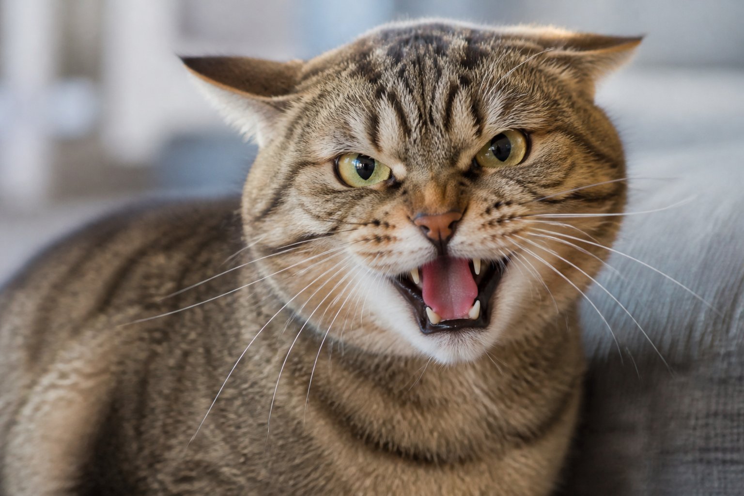 Close-up of a domestic cat hissing with ears back and mouth open indoors.