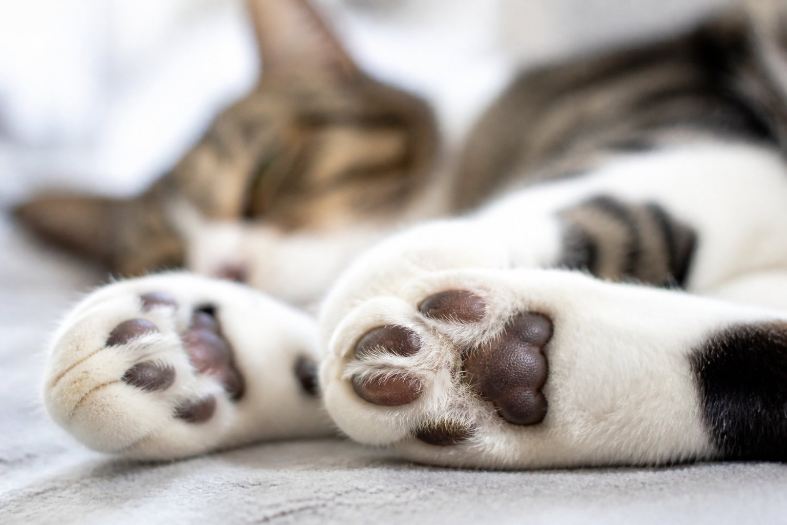 Close-up of a relaxed cat lying down showing detailed paw pads.